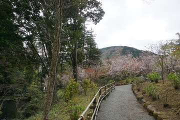 Nature walk through trees and gardens to look at Cherry Blossoms in Japan