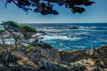 Diverse Beauty Graces the California Coast
