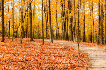 Obraz premium Fall in the woods