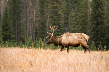 Wild Elk Explores Field in Banff, Canada