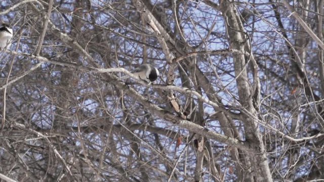 Slow Motion Chickadee Cacking Open Bird Seed in Winter