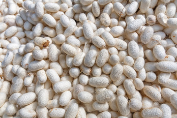 Silk cocoon background.