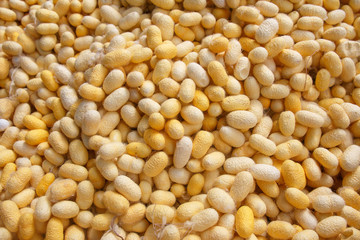 Silk cocoon background.