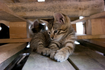 Homeless kitten between pallets, 