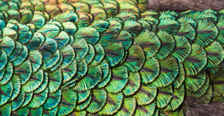 Fototapeta premium Peacocks, colorful details and beautiful peacock feathers.