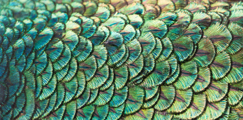 Paons, détails colorés et belles plumes de paon.