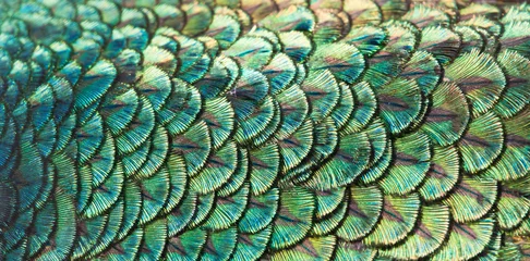 Crédence de cuisine en verre imprimé Paon Paons, détails colorés et belles plumes de paon.
