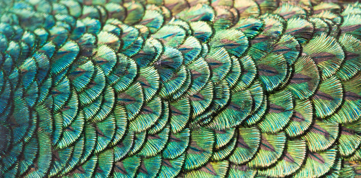 Fototapeta Peacocks, colorful details and beautiful peacock feathers.