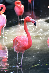 Flamingo, pink bird