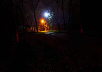 dark forest and lamps illumination