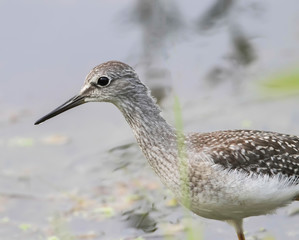 Lesser Yellowlegs