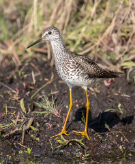 Lesser Yellowlegs