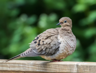 White-winged Dove