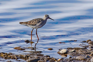 Lesser Yellowlegs