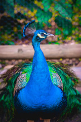 Obraz premium Peacock