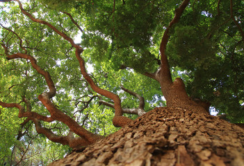 Big tree with green leaves