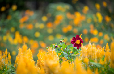 Gerbera jamesonii / Gerbera daisy / Robert Jameson..In the garden