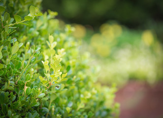 green leaves on the green backgrounds