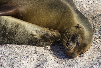 Sealion snuggle