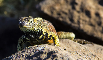 Lizard, Galapagos
