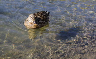Anas platyrhynchos swimming over clear water