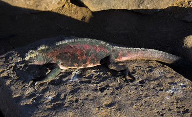 Marine Iguana, Española
