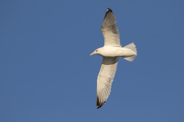 Herring gull (Larus argentatus) flying in blue sky, Mississippi River, Iowa