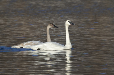 Adult and young trumpeter swans (Cygnus buccinator) in a lake, Saylorville lake, Iowa, USA