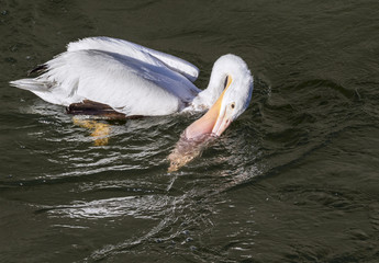 American white pelican (Pelecanus erythrorhynchos) hunting for fish, Saylorville lake, Iowa, USA.