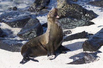 Fototapeta premium Sealion barking