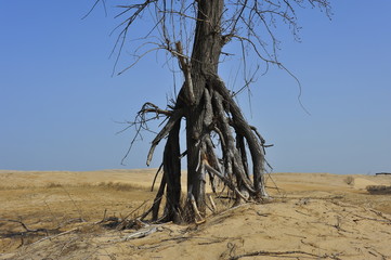 Dry desert landscape of trees