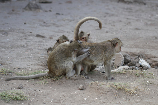 Family Monkey lousing each other, helping, grooming, finding flea, tick, symbol of animal wildlife caring, wallpaper