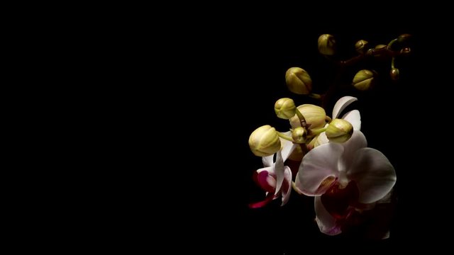 Time lapse of pink Moth Orchid (Phalaenopsis sp.) flowers blooming. Studio shot over black.