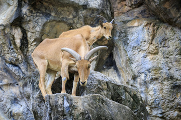 Image of a barbary sheep on the rocks. Wildlife Animals.