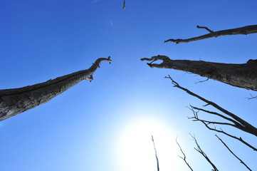 Dry desert landscape of trees