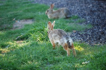 Rabbits