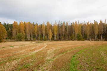 Fototapeta premium Autumn landscape harvested crop and trees