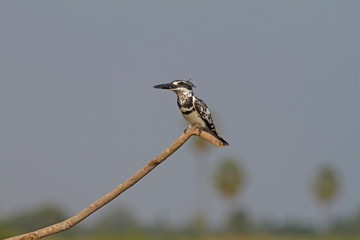 Pied Kingfisher perched on a branch