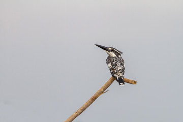 Pied Kingfisher perched on a branch
