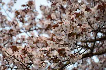 静内二十間道路の桜