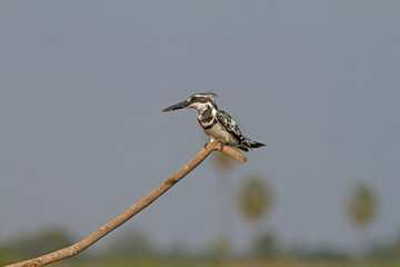 Pied Kingfisher perched on a branch