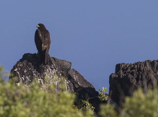 Galapagos Hawk