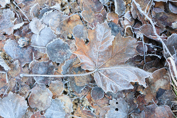 Frozen autumn leaves on ground close-up