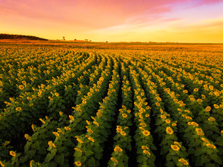 A vibrant field of sunflowers at sunrise 