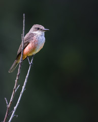 Vermillion Flycatcher, Quito, Ecuador