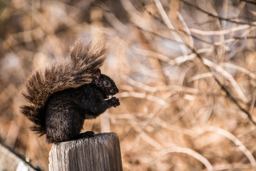 Hungry Squirrel