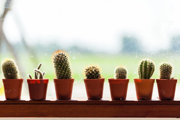 Horizontal cactus set in plastic potted placed on the glass window.selective focus