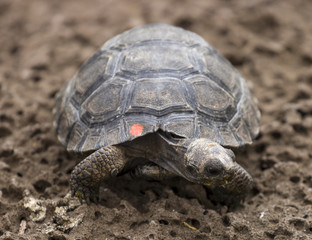Baby tortoise, Galapagos
