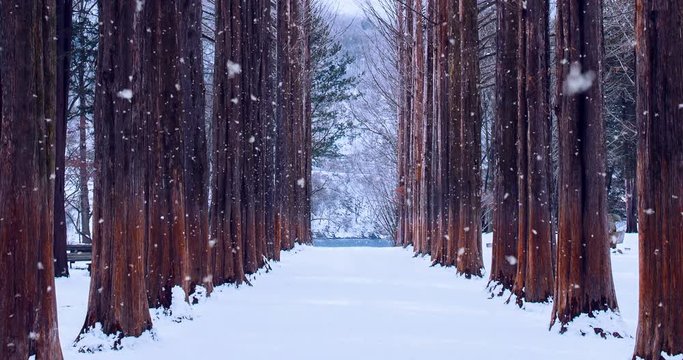 Row tree and snow falling in Nami island, South Korea. Nami island in winter.