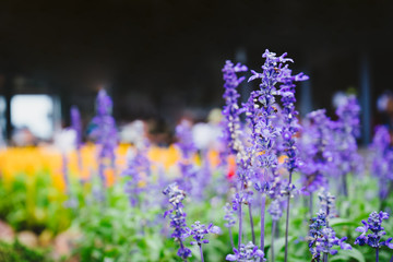 Obraz premium close up of lavender flower in the field.